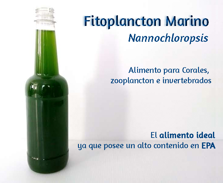 Fitoplancton Marino Vivo